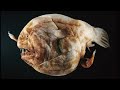True Facts About The Angler Fish
