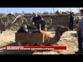 5.10.2014 – Pulizia della spiaggia di San Rossore con i dromedari