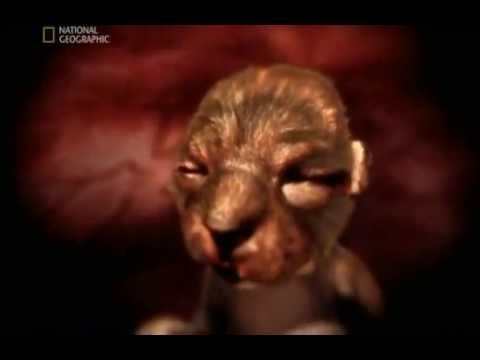 Watch Animals In The Womb Tube Free