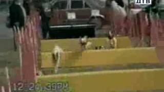 Приколы из жизни самое смешное видео реальные приколы