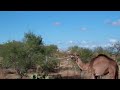 Camel vs Girl (in race!)