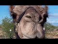 Camel vs Girl (in race!)