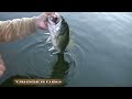 Topwater fishing with Triggerfish, the steerable lure in HD.