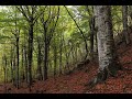 Tavola Rotonda Foreste (seconda parte)