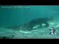 Swimming with Alligators 01 - Ojatro Behind The Scene