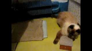 Сat playing 1  Гималайский кошак играется 1  :D