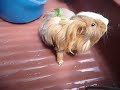 Cómo bañar un cuyo, Un video de Mupi tomando una ducha.