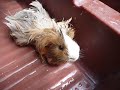 Cómo bañar un cuyo, Un video de Mupi tomando una ducha.