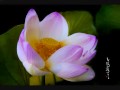Thanh Tịnh Hương Sen by Ngọc Danh.wmv