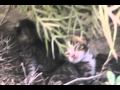 Cute kittens ישראלישע קעצלעך