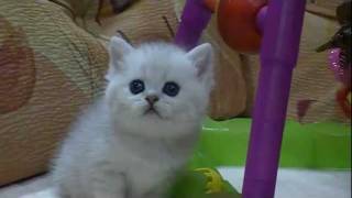 Британские котята на british-chinchilla.dp.ua