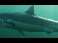 GREAT WHITE SHARK BITES SHARK IN HALF