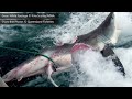 GREAT WHITE SHARK BITES SHARK IN HALF