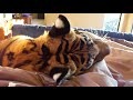 waking up with enzo the tiger