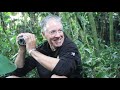 Touched by a Wild Mountain Gorilla (no music)