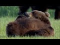 The great salmon run (BBC)