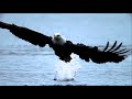 The great salmon run (BBC)