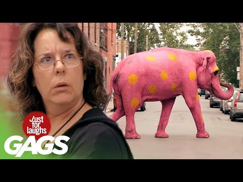 Video: Niekada nežinai - kada pamatysi rožinį dramblį