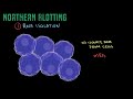 Northern Blotting - Biology Tutorial