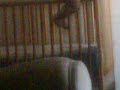 Baby falling out of crib