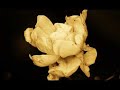 Sony PD 150 Lens test