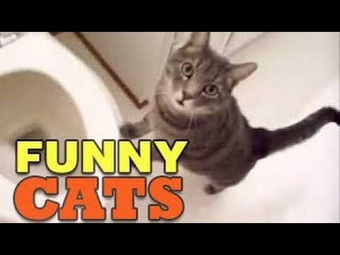 Funny Cats Vines