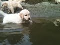 7 weeks old Golden Retriever Puppies Swimming