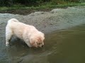 7 weeks old Golden Retriever Puppies Swimming