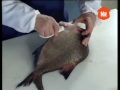 филе из леща видео филе из леща видео