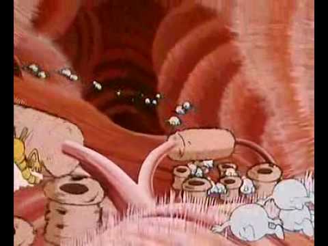 Respiratory system
