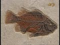 La teoria dell'evoluzione è falsa
