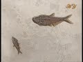 La teoria dell'evoluzione è falsa