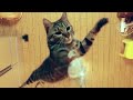 けしからん猫の垂直跳びには敵わない。 NOTHING CAN RIVAL THE JUMPING CAT!