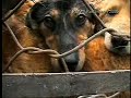 Trent Reznor's PETA video