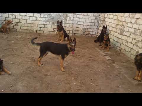 الادب فى تربيه الكلب مطلوب مع كابتن ابونور 01003035709 - صوت وصوره لايف