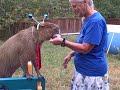 Caplin Rous in The Alien Capybara