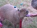 Caplin Rous in The Alien Capybara