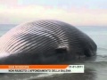 Video sullo spiaggiamento della balena
