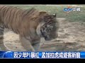 中視新聞》獅王餵食秀 遊客面前大快朵頤