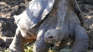 A famosa tartaruga Lonesome George morreu
