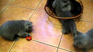 Шотландские котята