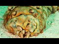 True Facts About The Sea Pig