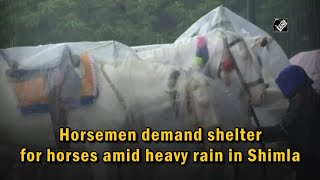 Video : Shimla में Heavy Rain के बीच Horsemen द्वारा घोड़ों के लिए आश्रय की मांग