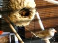 Zebra Finches Like To Build Nests