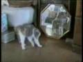 Videos Graciosos de Gatos