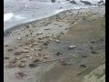 Лежбище морских котиков на острове Беринга