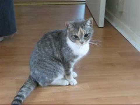 YouTube - Drunk Kitty (sedated after visit to the vet) aA3dHi_o7Yw