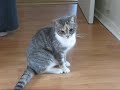 Drunk Kitty (sedated after visit to the vet)