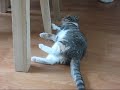 Drunk Kitty (sedated after visit to the vet)