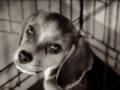 When you love a dog - Tribute Thumbnail